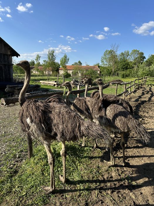 Vand Struti adulti 1 an jumate