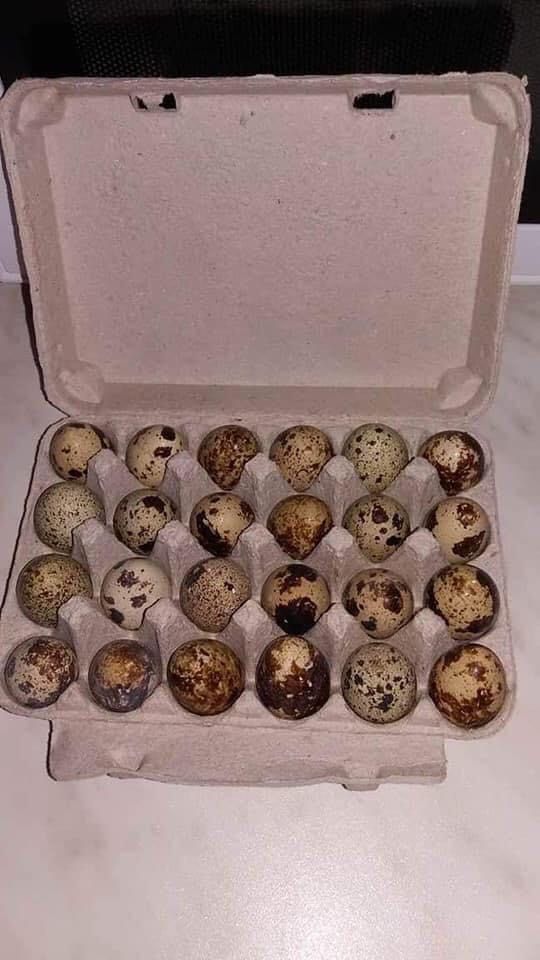 Prepelite oua pui custi capcane