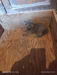 Mushuk Scottish Fold