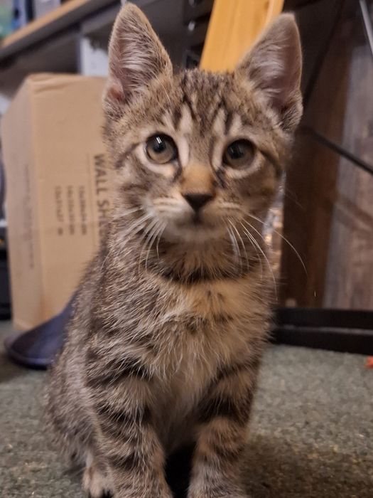 Spre adoptie pisoi  (motanel) 3luni