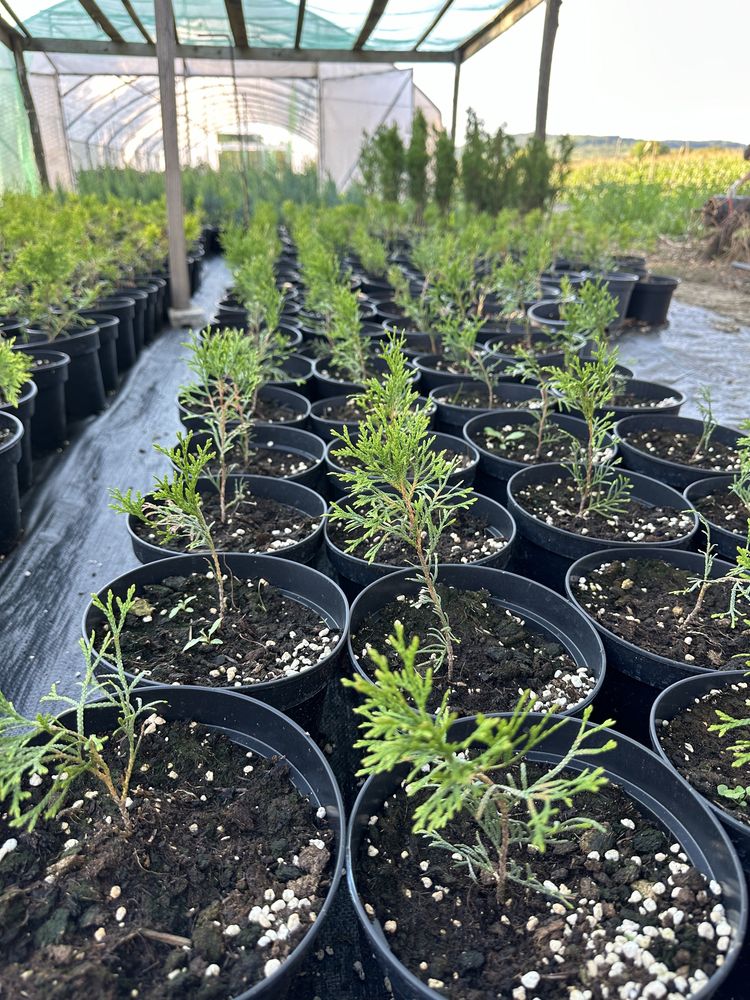 Tuia (thuja) smaragd / columnara/diferite plante ornamentale/ rasaduri