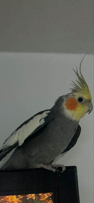 Vand Papagal Nimfa + colivie mare