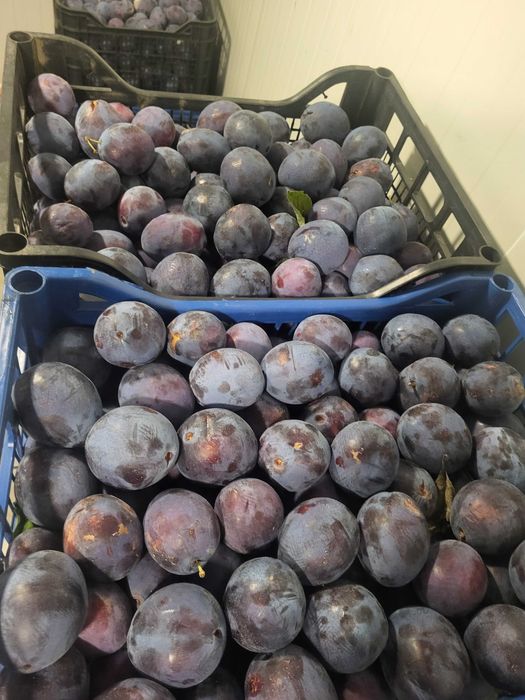 Vand Prune de consum/gem si de țuică