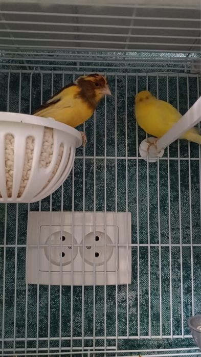 Продам канареек Шымкент