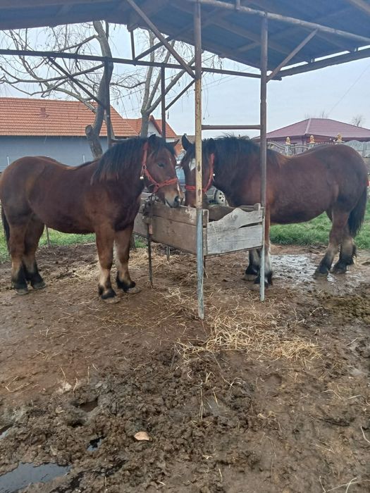 Vând mânzii ardenez