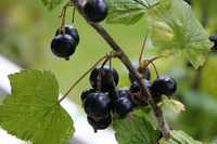 Черен Касис/Френско грозде/-черното злато сред плодовете