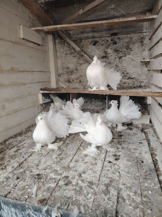 Porumbei voltati indieni