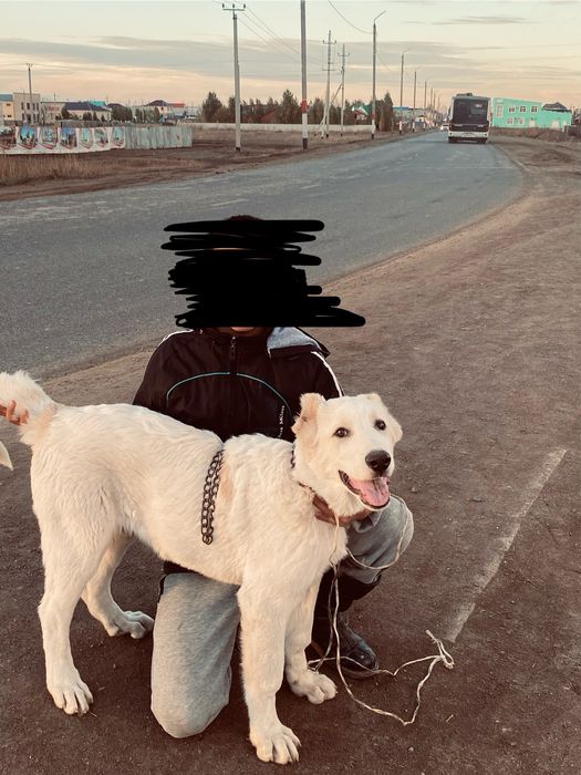 Продам алабай чистокрованнвй