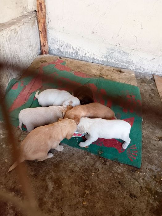 Продам щенят порода Кокель Спаниель