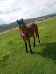 Manz de vanzare cal