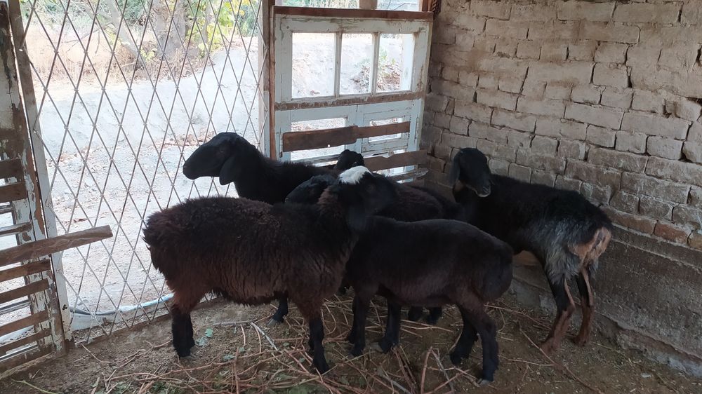 Samarqand tuman Yangiravot mahallasi 5 kõcha