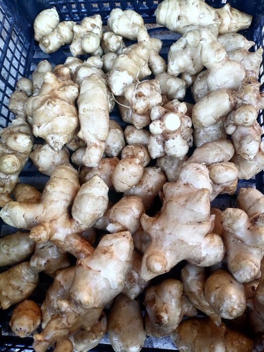 Земна ябълка гулия