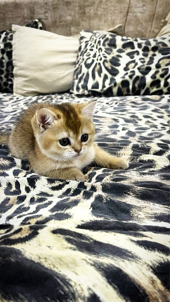 Продаются срочно котята