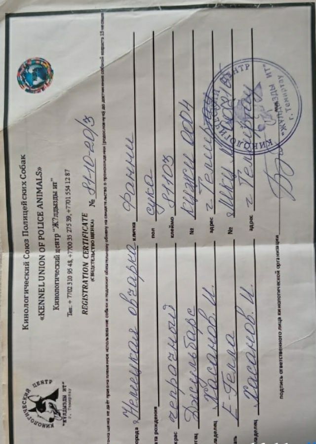 Продам девочек немецкой овчарки