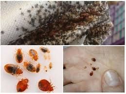 Дезинфекция Dezinfeksiya клопов klapa va Tarakan клопов от тараканов
