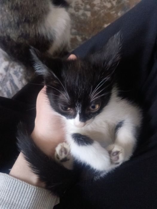 Пышык кыз бесплатно