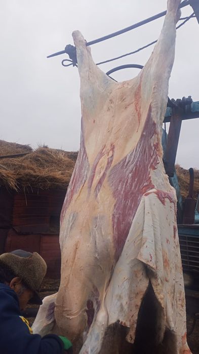 Кашар ети торгайдан келеген