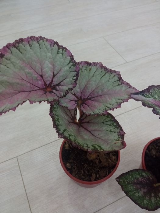 Бегонии и филодендрон