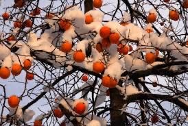 kaki Nikita's Gift (Rosseyanca x Diospyros Kaki)