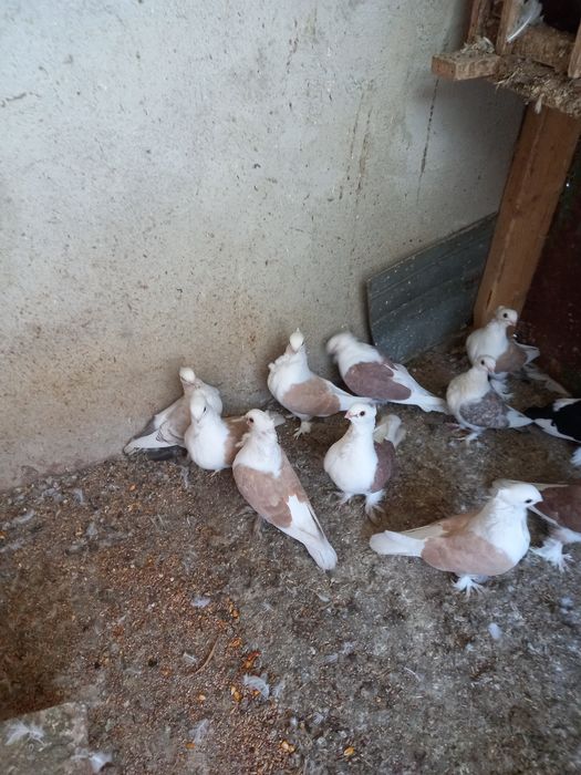 Vînd porumbei satineți jucători cu un moț și două moțuri