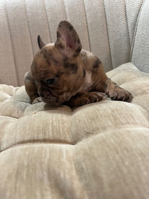 Bulldog francez merle fetita