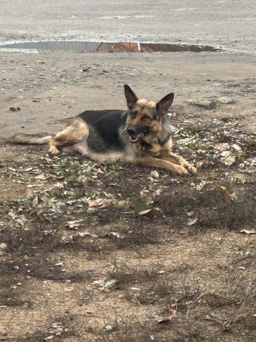 Щенки немецкой овчарки