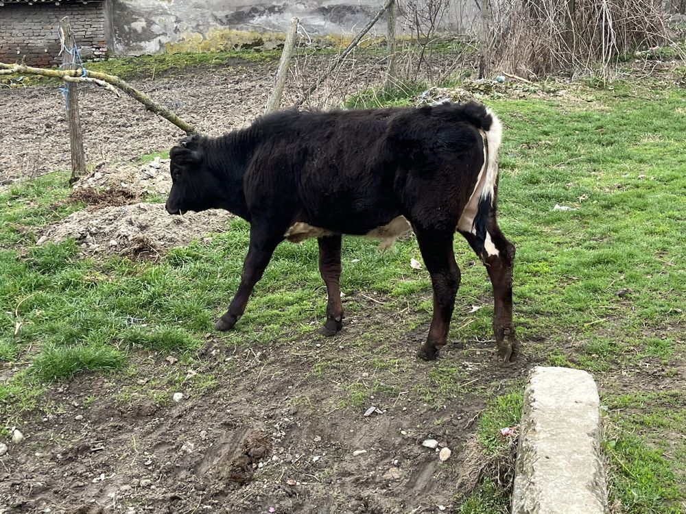 Vand doi taurasi in varsta de 5 luni jumatate