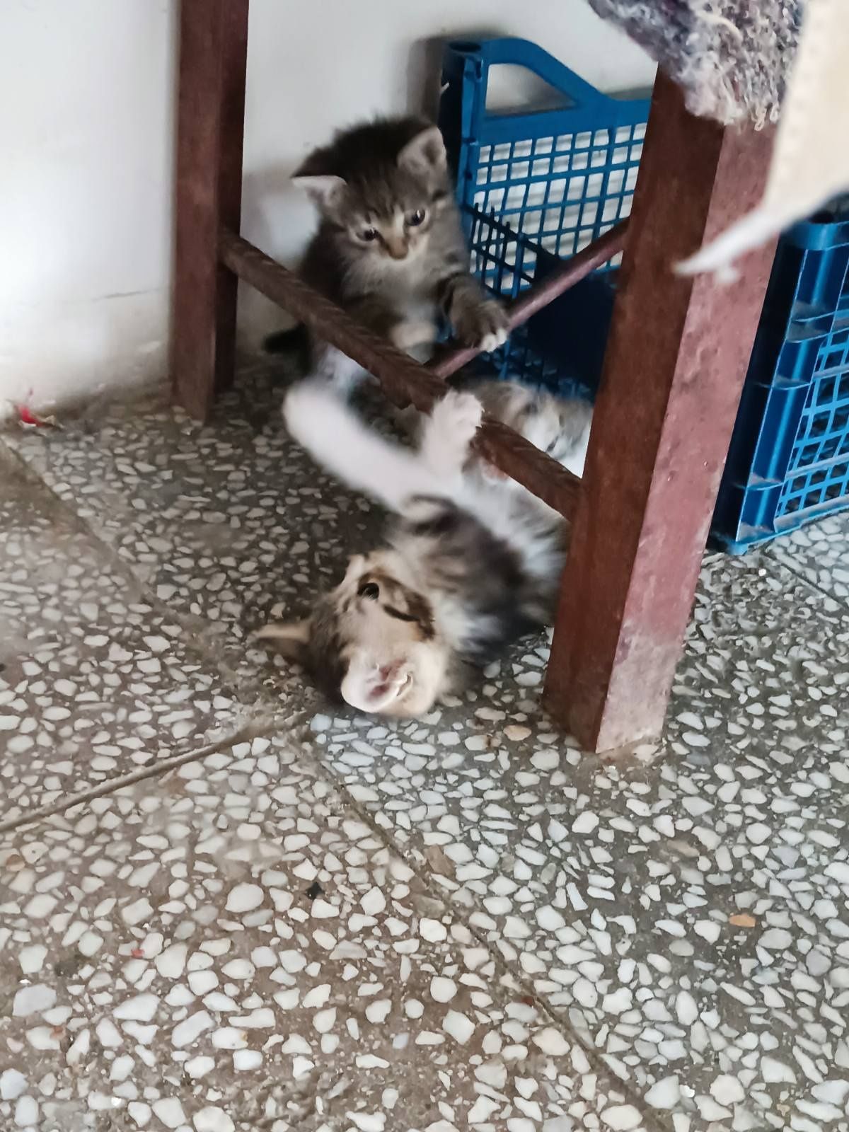 ПОДАРЯВАТ се малки котета на 2 месеца