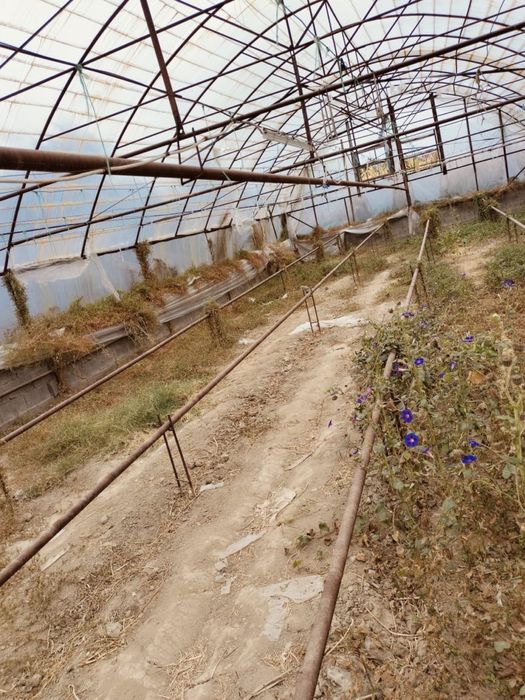 Теплица в аренду