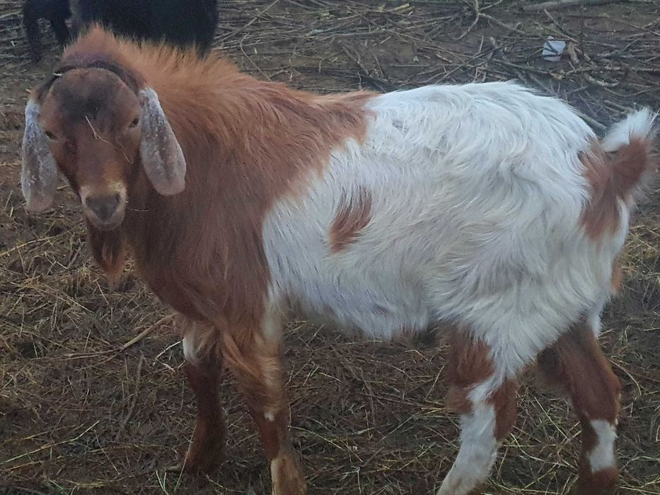 Vind Tap Anglonubian