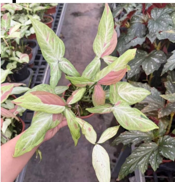 Гул учун устунча Опора для растений лиана ustun moh bilan