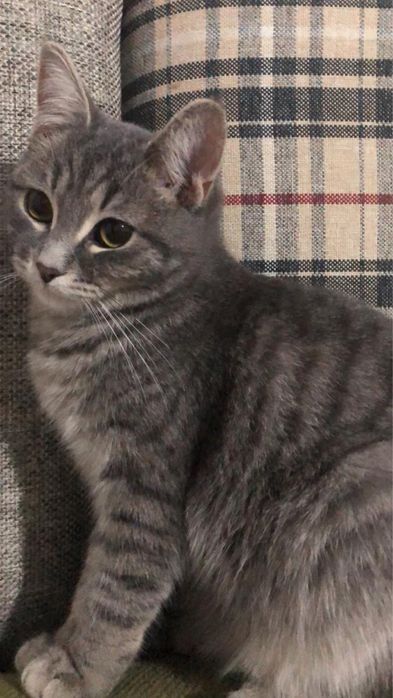 Айфон XSарман конысбек