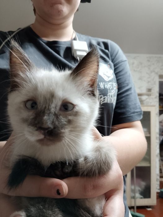 Отдам кошек в хорошие руки