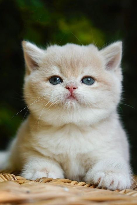 Голубое золото элитные котята