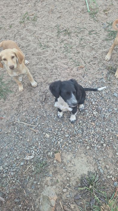 Отдам щенков в хорошие руки