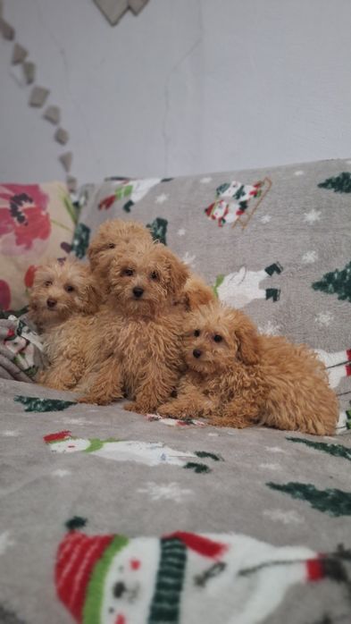 Пудел Той пуделчета момичета