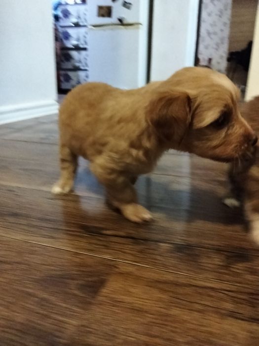 Donez cățelușă. Azi (sâmbătă, 08.11) are 5 săptămâni