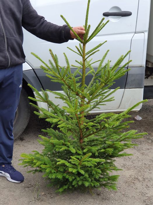 Brazi de nunta ( brad pentru obiceiuri )