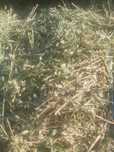 Lucernă  coasa a 4a