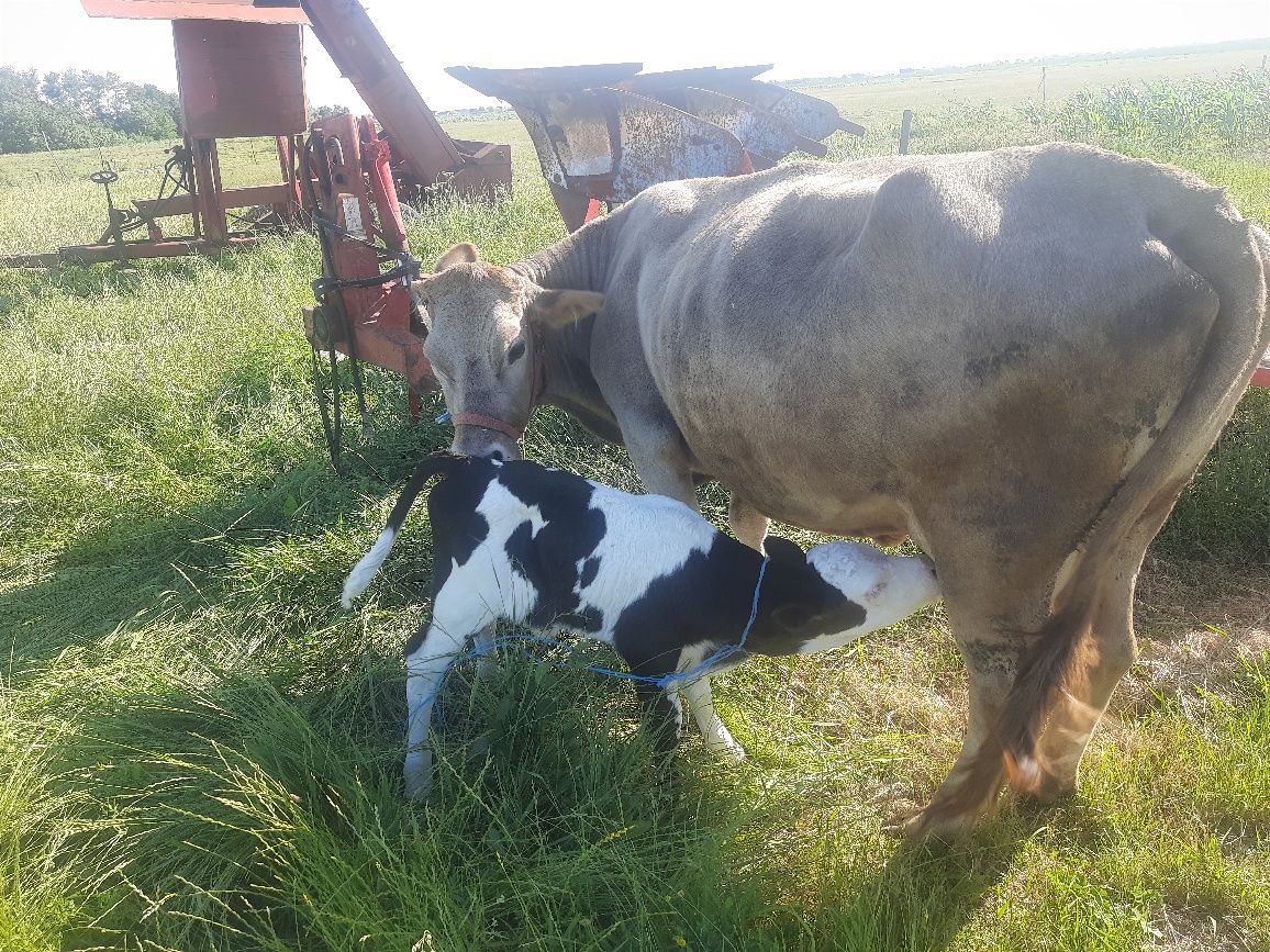 Vaca cu vitica albastru belgian