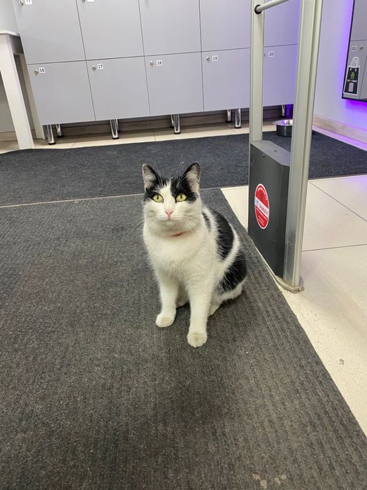 Кот и кошка ищут дом