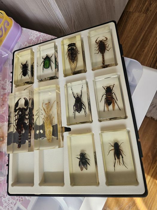 Insectar realizat în mod profesional pentru copii