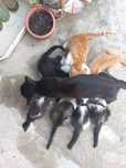 Donez pui de pisica  spre adopție!
