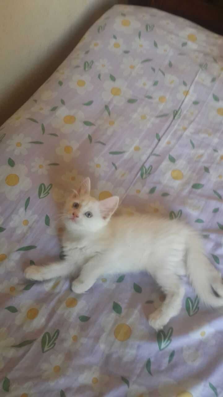 Отдам даром красивых котят в добрые и ответственные руки.