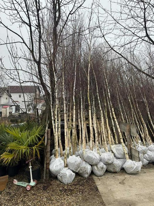 Artar roșu japonez – decor elegant, transport și montare inclusă