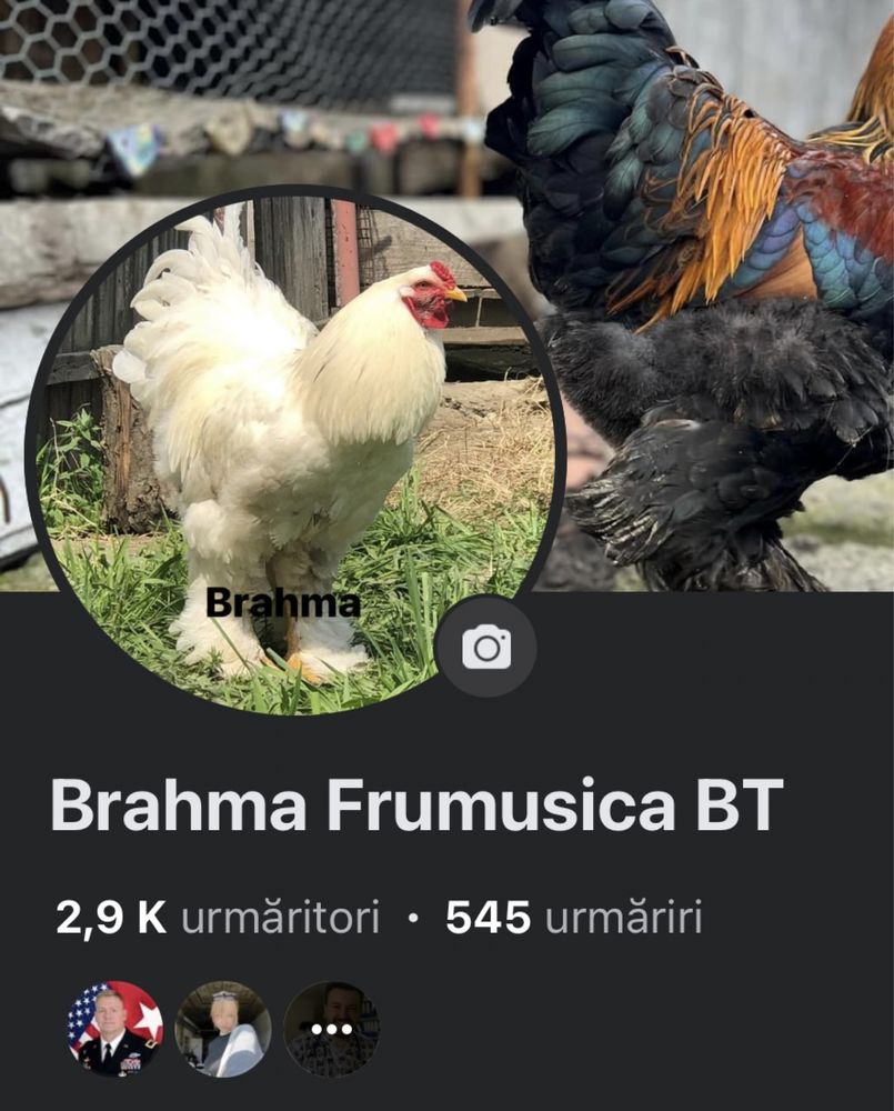 Oua Brahma incubat