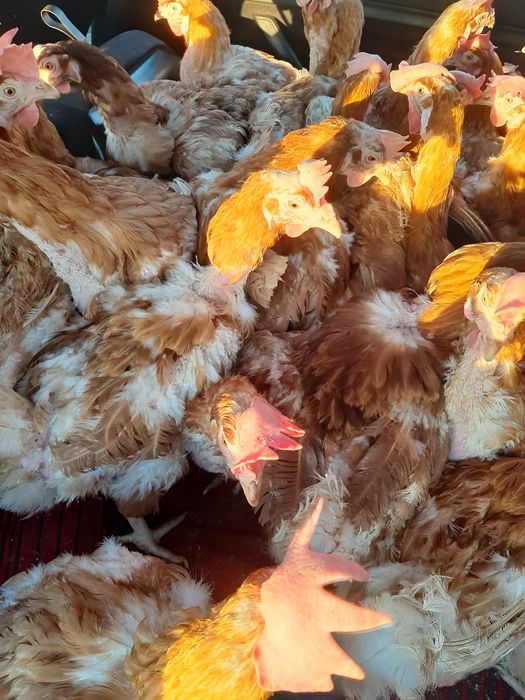 Продават се кокошки