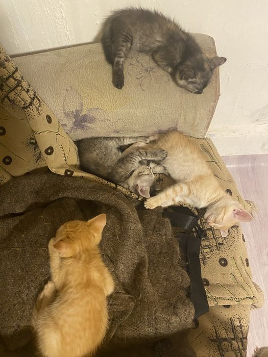 отдам котят в хорошие руки