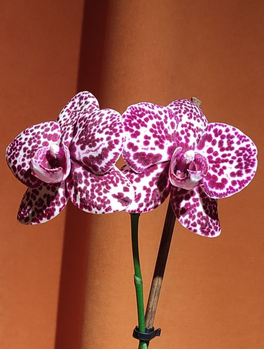 Продам орхидею "дикий кот"