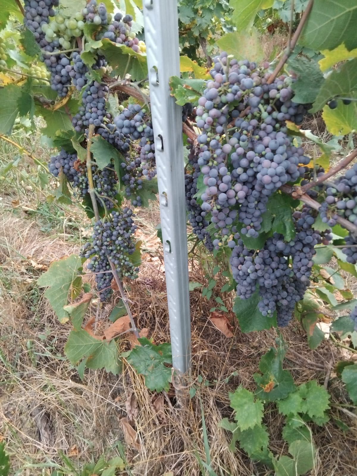 Struguri altoi de productie proprie